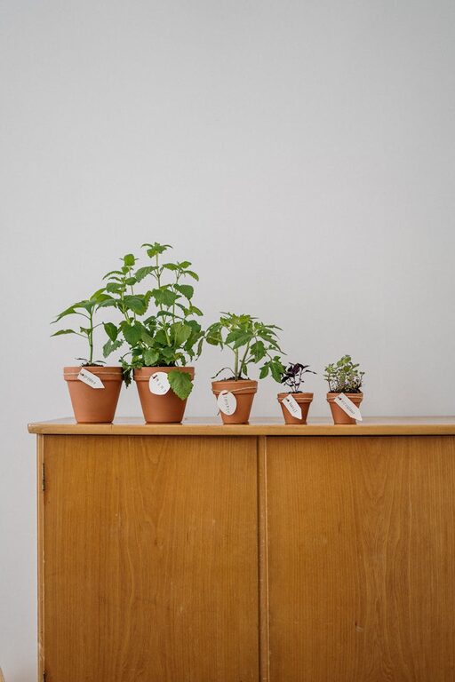 Easy Steps to Start a Small Herb Garden Indoors